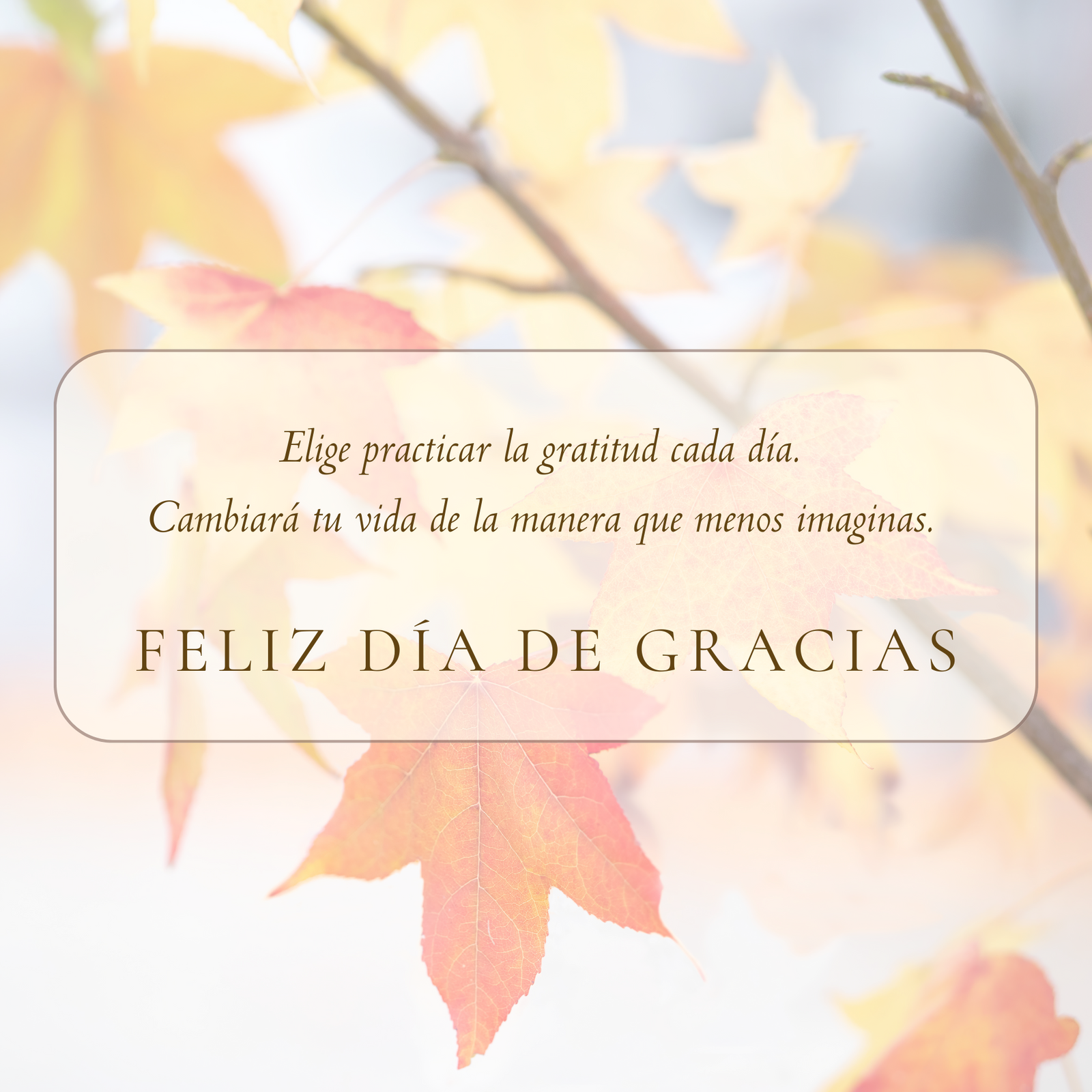 La gratitud te conecta con el Universo